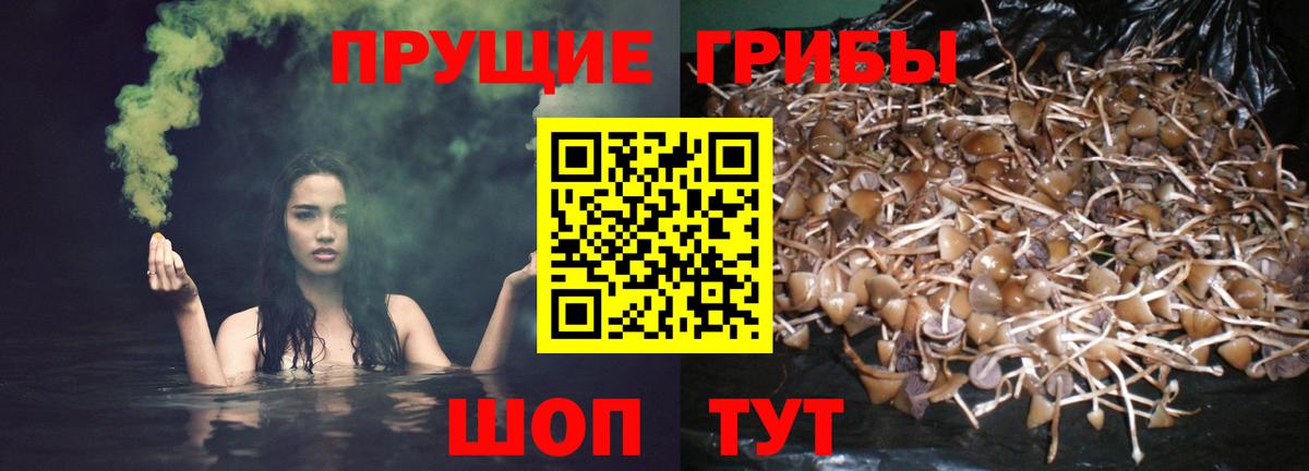 Отрадный  закладка  Вход с VPN  Галлюциногенные грибы мухоморы  Псилоцибиновые грибы GOLDEN TEACHER 